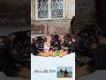 💋Funny German Shepherd puppies. Odessa 2026