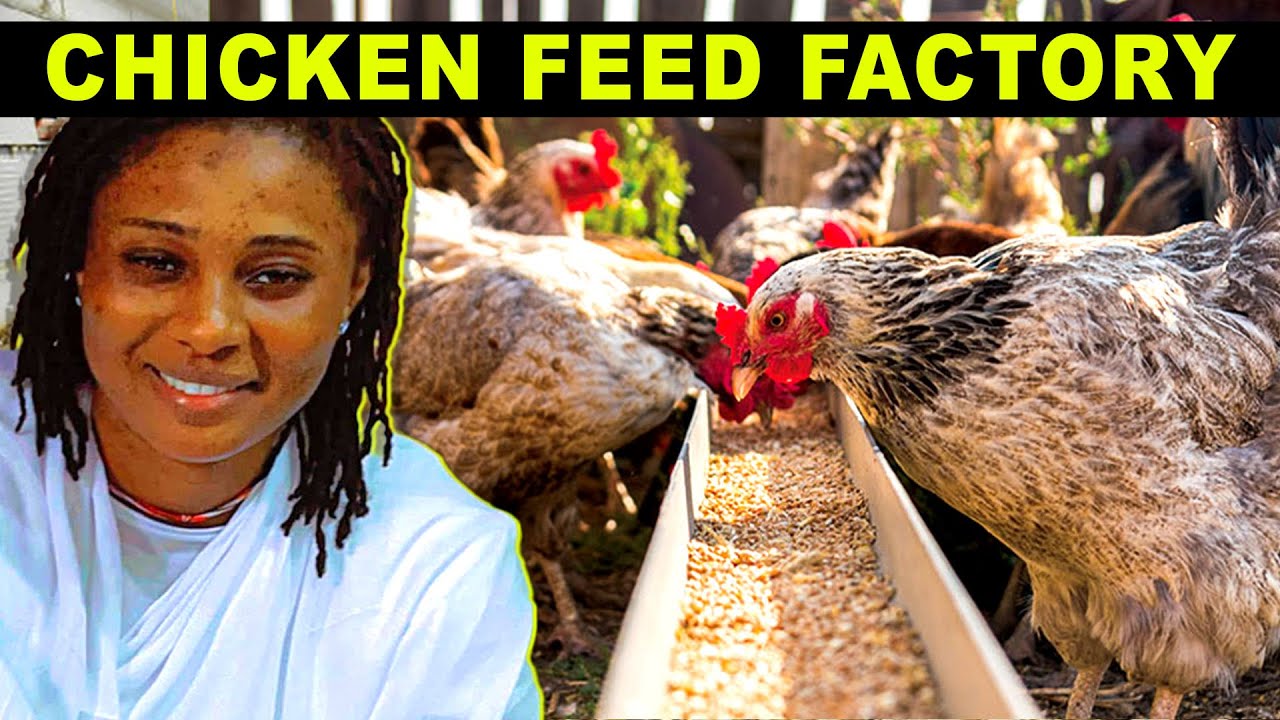 ⁣She Own Gambia's First Chicken Feed Factory Holland 🇳🇱 🇬🇲