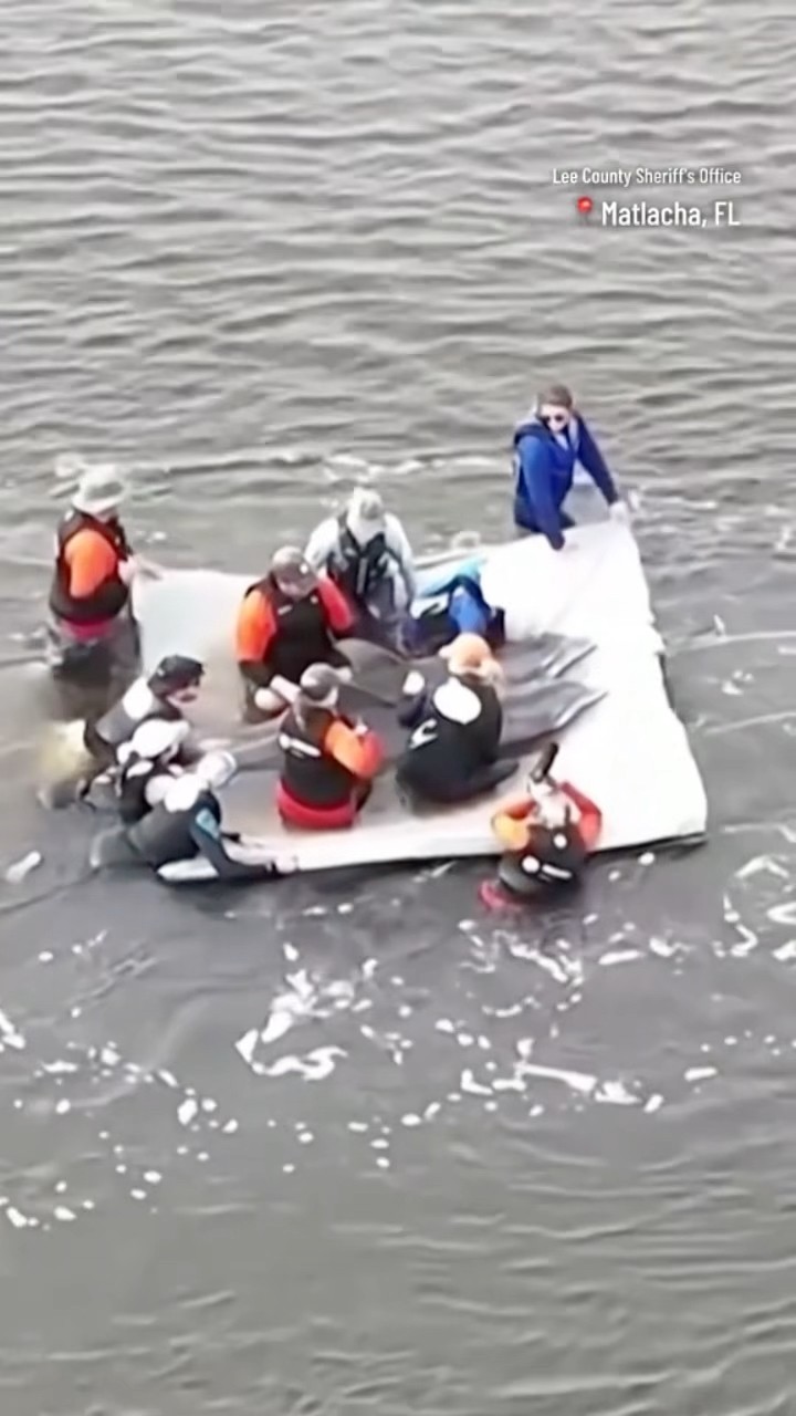 Dolphins rescued from shallow waters in Florida #shorts