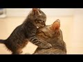 Super hero cats protecting and defending compilation 2015