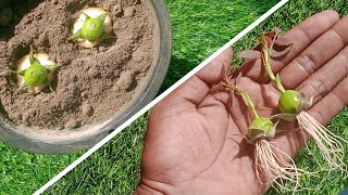 How to Grow Red Roses From Buds With Banana 100% Success || Red Rose