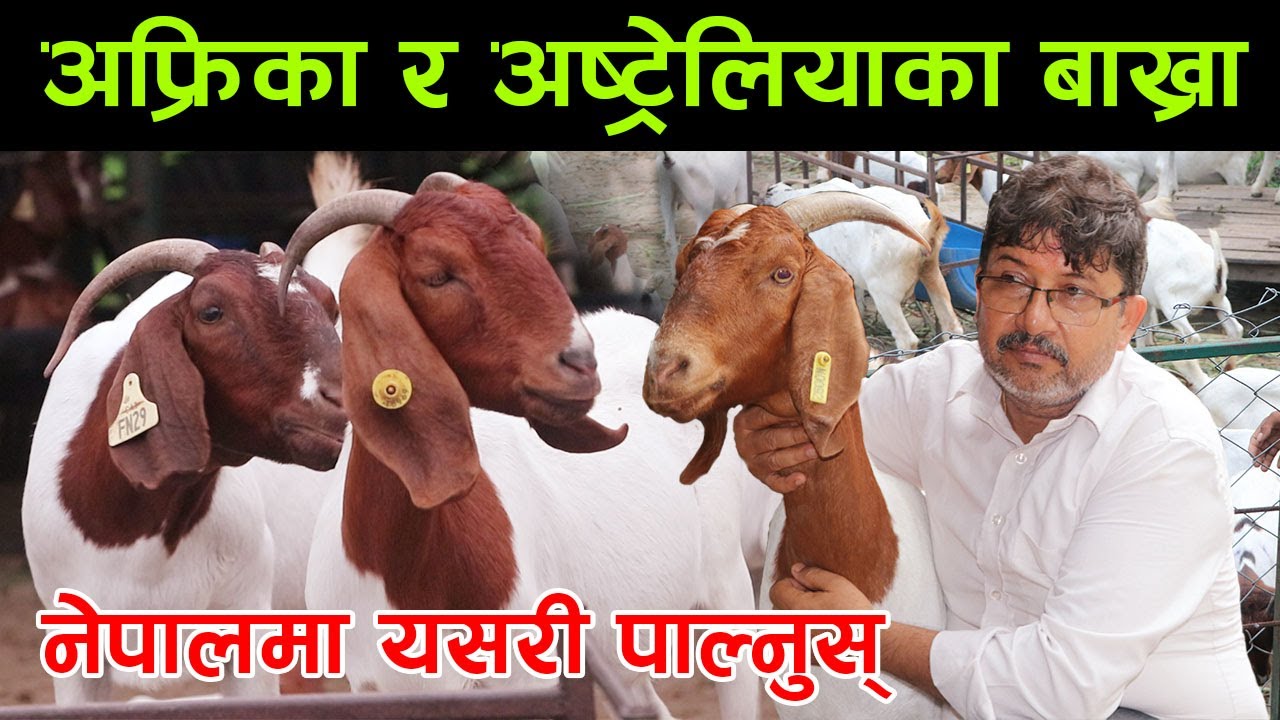 अफ्रिका र अष्ट्रेलियाका बाख्रा नेपालमा पाल्ने किसान ! ‘बर्षमा ७० लाखको कारोबार’ │Nepal Chitra