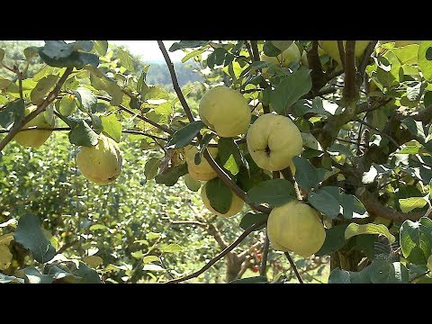 Vídeo: Cozinhar com marmelo: aprenda sobre os diferentes usos da fruta marmelo