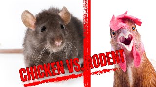 How Do You Deal With RATS with Your CHICKENS!?