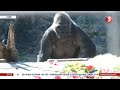 Новий вольєр та листівки від гостей: у зоопарку Києва горила Тоні святкує 47-й день народження
