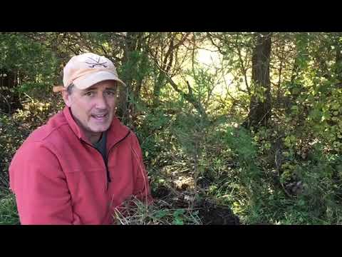 Video: Deodar Cedar Care - Lær hvordan du tar vare på et Deodar Cedar Trees