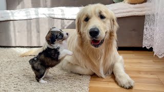 Adorable Puppy Tries To Make Friends With Golden Retriever