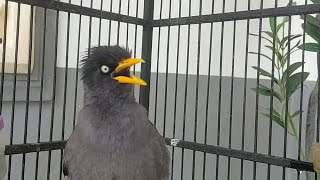 MAsteran Burung Jalak pagi hari Dengan Suara Jalak Kebo Gacor Eps 861