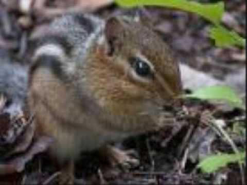 CHIPMUNK Lemon Demon-Ultimate showdown