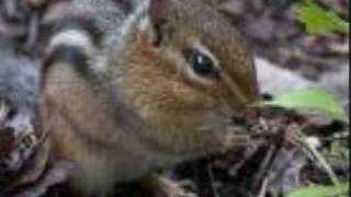 CHIPMUNK Lemon Demon-Ultimate showdown