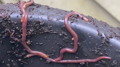 Composting with Craig Ep 160: Outdoor Worm Bin Check In