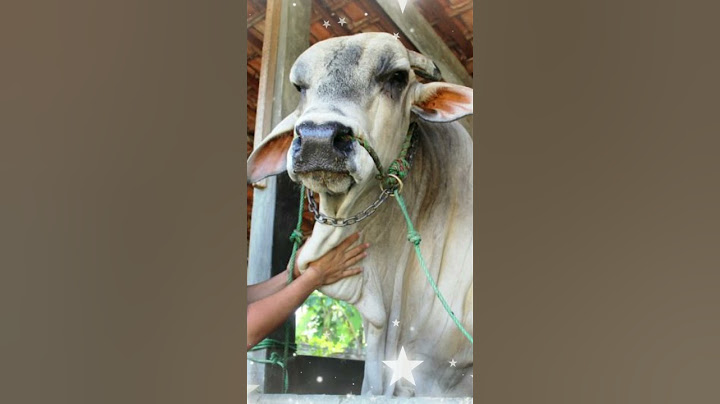 SAPI LEGEND DI SETIA FARM #shorts #artis #sapi #sapijumbo  #viralvideo #shortvideo #setiafarm