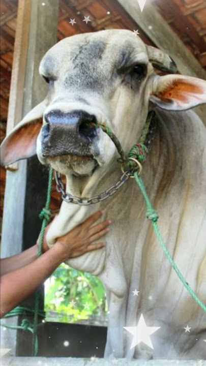 SAPI LEGEND DI SETIA FARM #shorts #artis #sapi #sapijumbo  #viralvideo #shortvideo #setiafarm