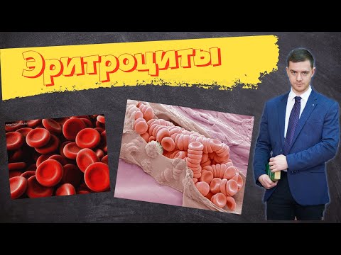 Эритроциты. Красные кровяные клетки | Кровь. Часть 2.