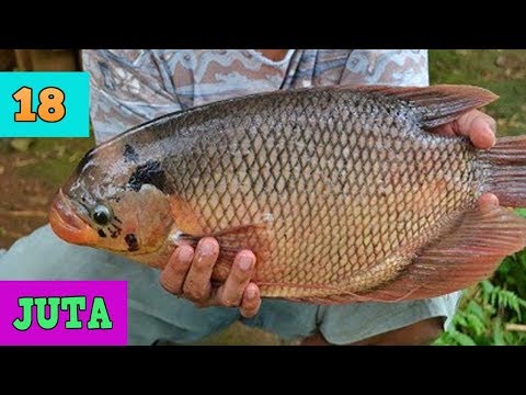 Video: Cara Budidaya Ikan Gurami