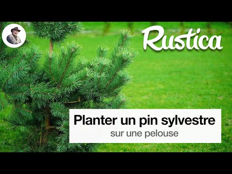 Vidéo: Où planter des pins à vis ?