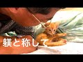 【82】『全盲のあかりちゃんに光が』猫嫌いの夫が子猫に甘-い躾