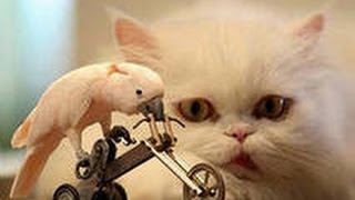 Прикол с кошкой!)) Пахнет молоком!))) Прикол с кошкой!)) Пахнет молоком!)))