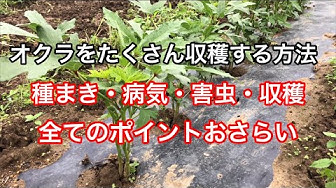オクラ栽培 Youtube