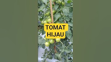 Pesona tomat hijau