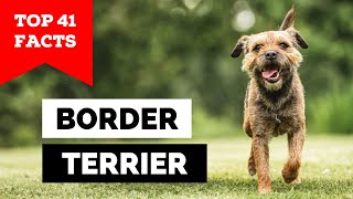 99% of Border Terrier Owners Don't Know This