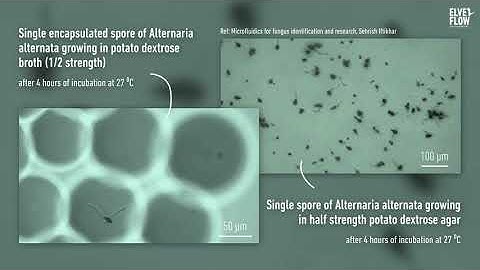 Single encapsulated spore of Alternaria alternata growing in potato dextrose broth, Sehrish Iftikhar