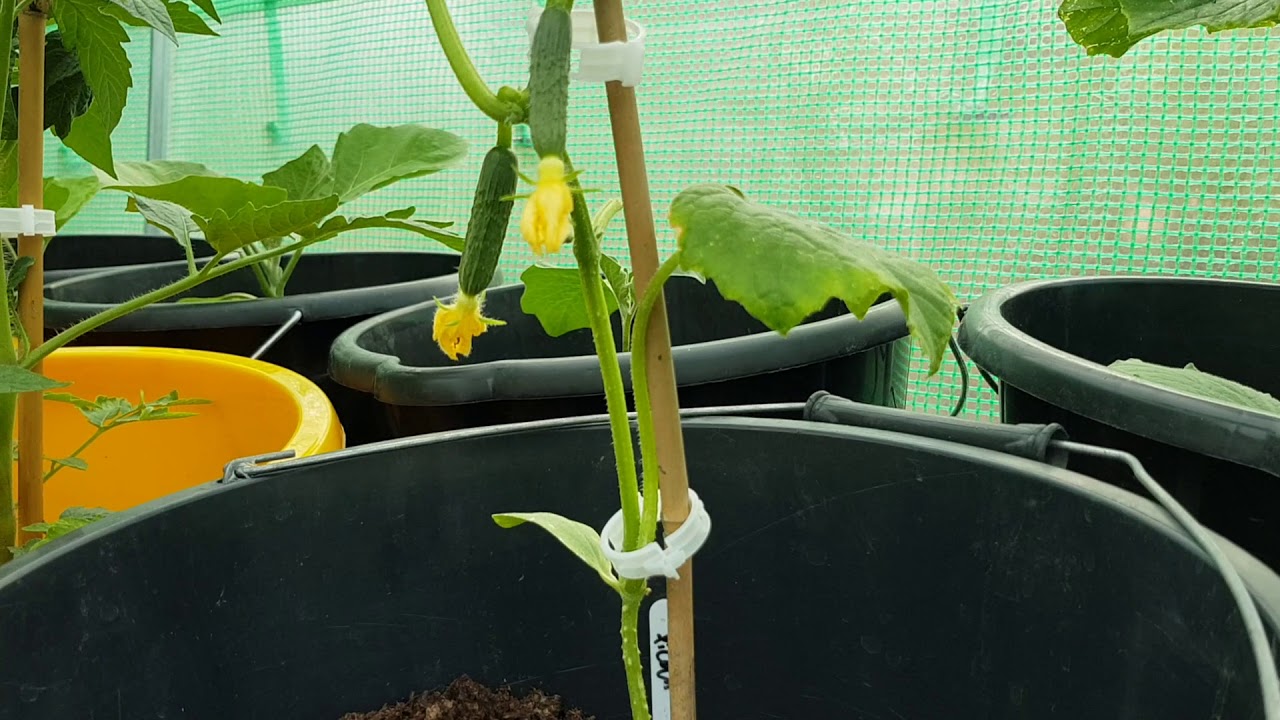 Cucumbers growing in buckets inside Polytunnel YouTube