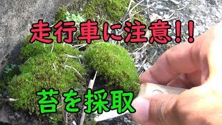 苔の採取[79]