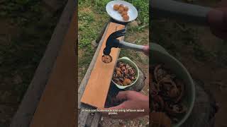 DIY Walnut Cracker From Scrap Wood, Super Easy Farm Hack 🥜