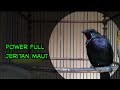 Cucak Keling Gacor Teler Jeritan Maut Mp3 - Mp4 Download