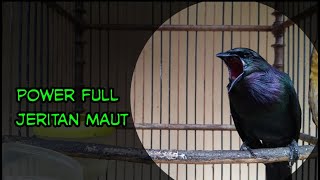 Cucak Keling Gacor Teler || Jeritan Maut