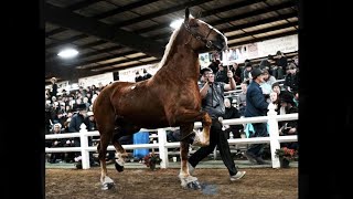 Lot #351 Selling at Gordyville, Mid-America Draft Horse Sale. $18,000- Spring 2022