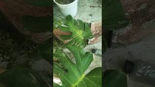 🧿 Monstera plant care ☘️ #ytshorts #youtubeshorts #viral #trendingnow