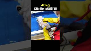 40Kg 대왕 문어