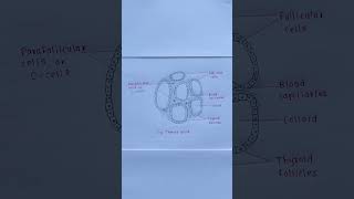 Thyroid Gland Diagram | Easy Biology Drawing #shorts