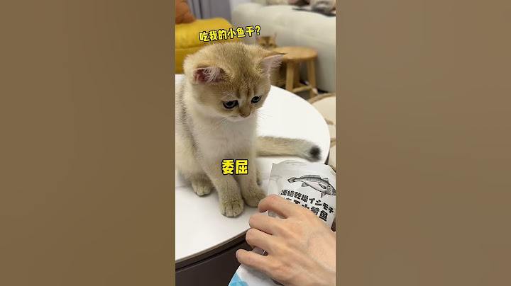 【牛奶是只猫】你见过五只猫一起揣手手吗？显眼包跟着小老三也学会生气揣手手了
