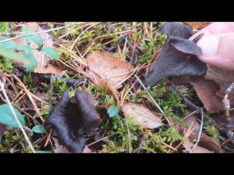 Необычная чага, березовый кап, лисичка трубчатая и вороночник рожковидный (черная лисичка)