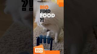 Smart dog ,Rio the Samoyed ! #shorts #smartdog #funny #dog #youtubeshorts #animals #cute