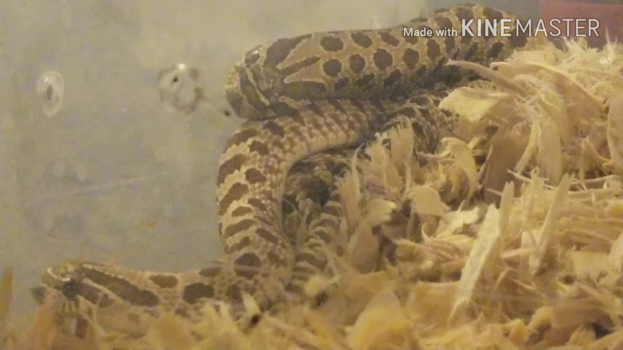 life facebook Western Hognose and more