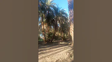 جمال الدين أحمد عبدالله كدرمة السودان الولاية الشمالية شمال دنقلا كرمة البلد 4 