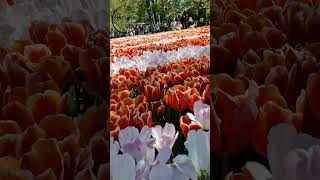 Keukenhof tulip garden 🌷 2026 #netherlands #tulip #flowers #spring
