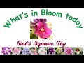 Rob&#39;s Squeeze Toy, What&#39;s in bloom today from my african violet plant collection