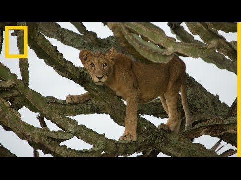 Vídeo: Problemas éticos De Selfies De Cachorros De León En Sudáfrica