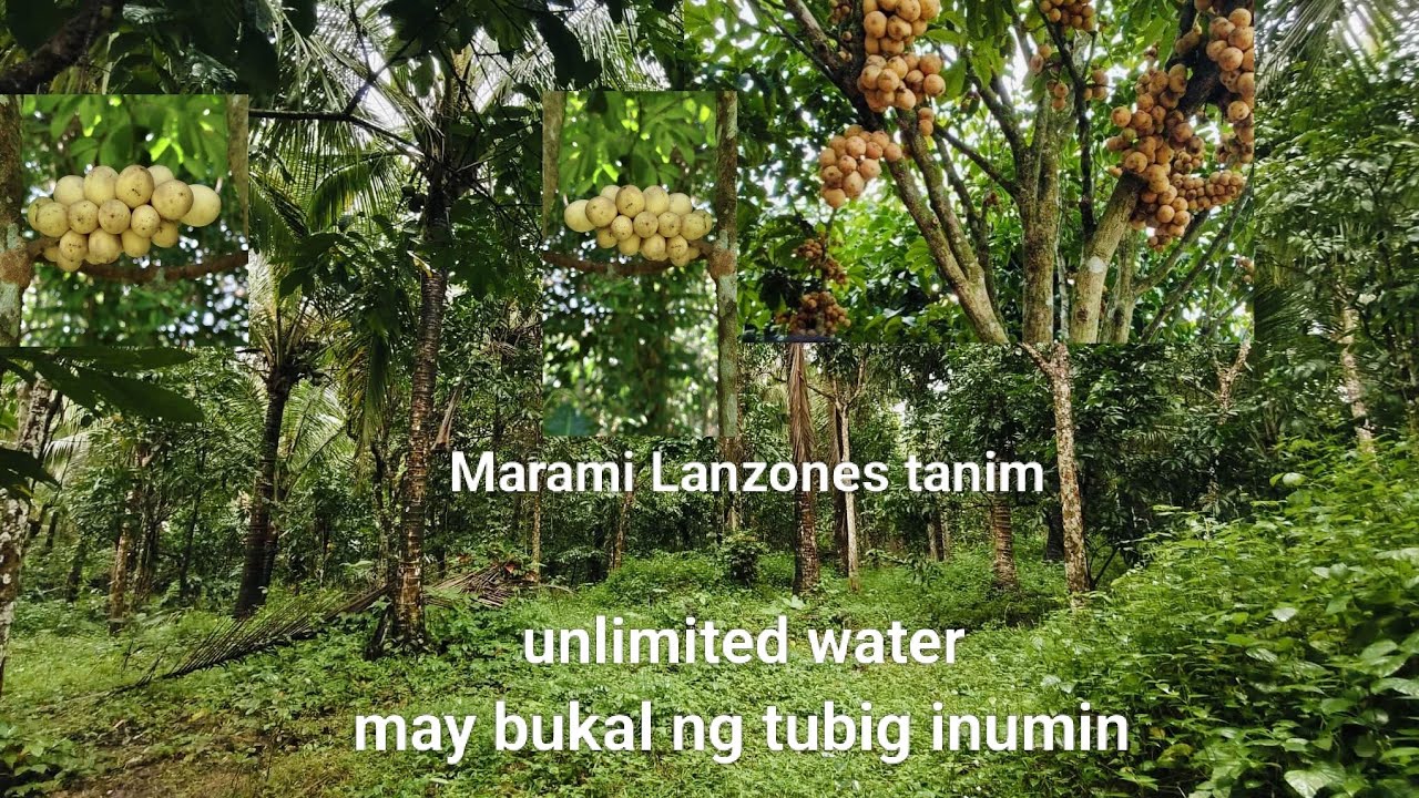 #Vlog388 Farm Lot 1.1 Hectares Title for sale | Unlimited Drink Spring Water inside Property 