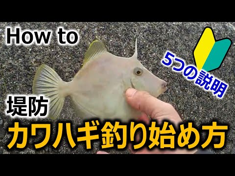 入門 初心者 堤防カワハギ釣り Youtube 入門 初心者 堤防カワハギ釣り Youtube