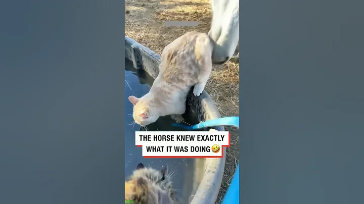 Video 11768631: clean funny cat, funny cats dogs clean