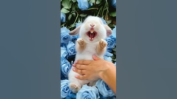 Adorable Rabbit 🐇 Loves to Laugh While Being Petted Part 2 #cuterabbit #aigenerated #cutepet