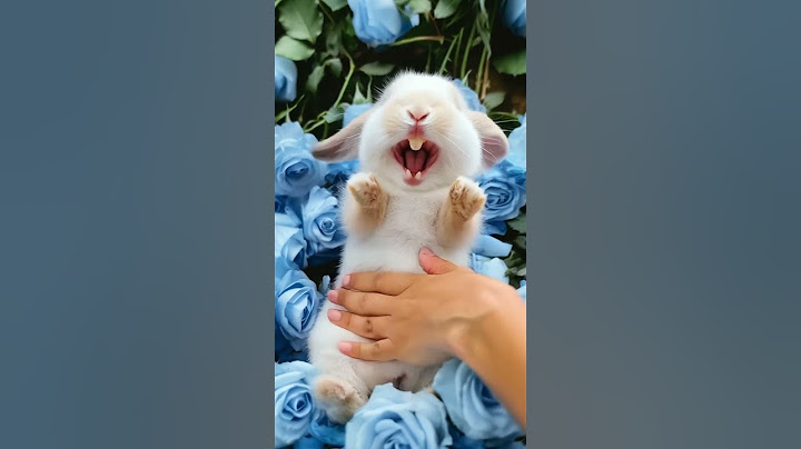Adorable Rabbit 🐇 Loves to Laugh While Being Petted Part 2 #cuterabbit #aigenerated #cutepet