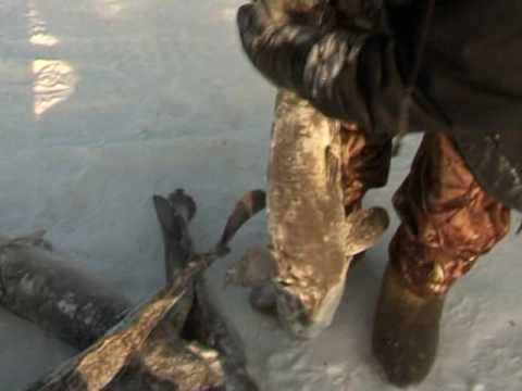 Заездок на налима. Выпуск 130. Эфир от 23.04.13