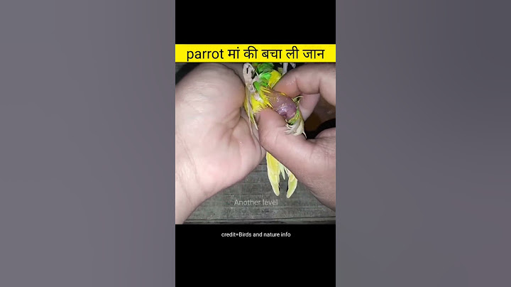 parrot मां की बचा ली जान | Amazing videos in hindi #shorts